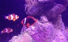 Finding Nemo