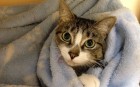 Saffy