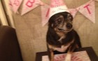 Happy Birthday Too Faced