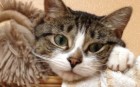 Saffy 2013