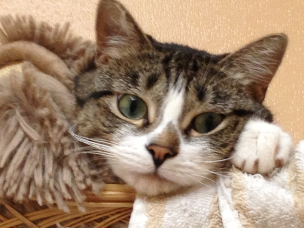 Saffy 2013