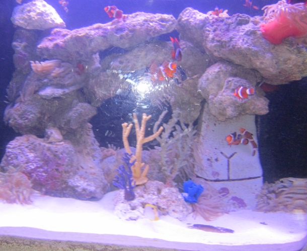 nemo